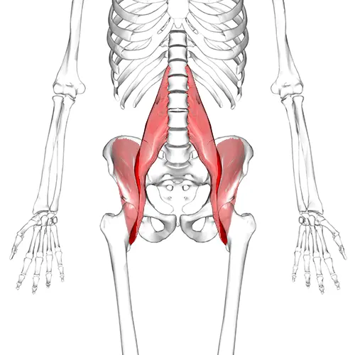 Подвздошно-поясничная мышца (Musculus Iliopsoas)