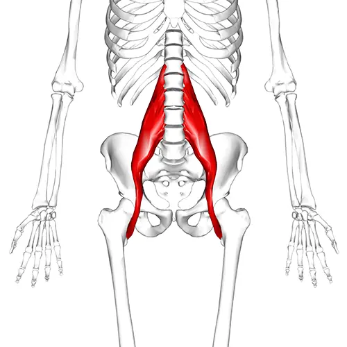 Большая поясничная мышца (Musculus psoas major)