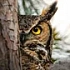 Александр Сова